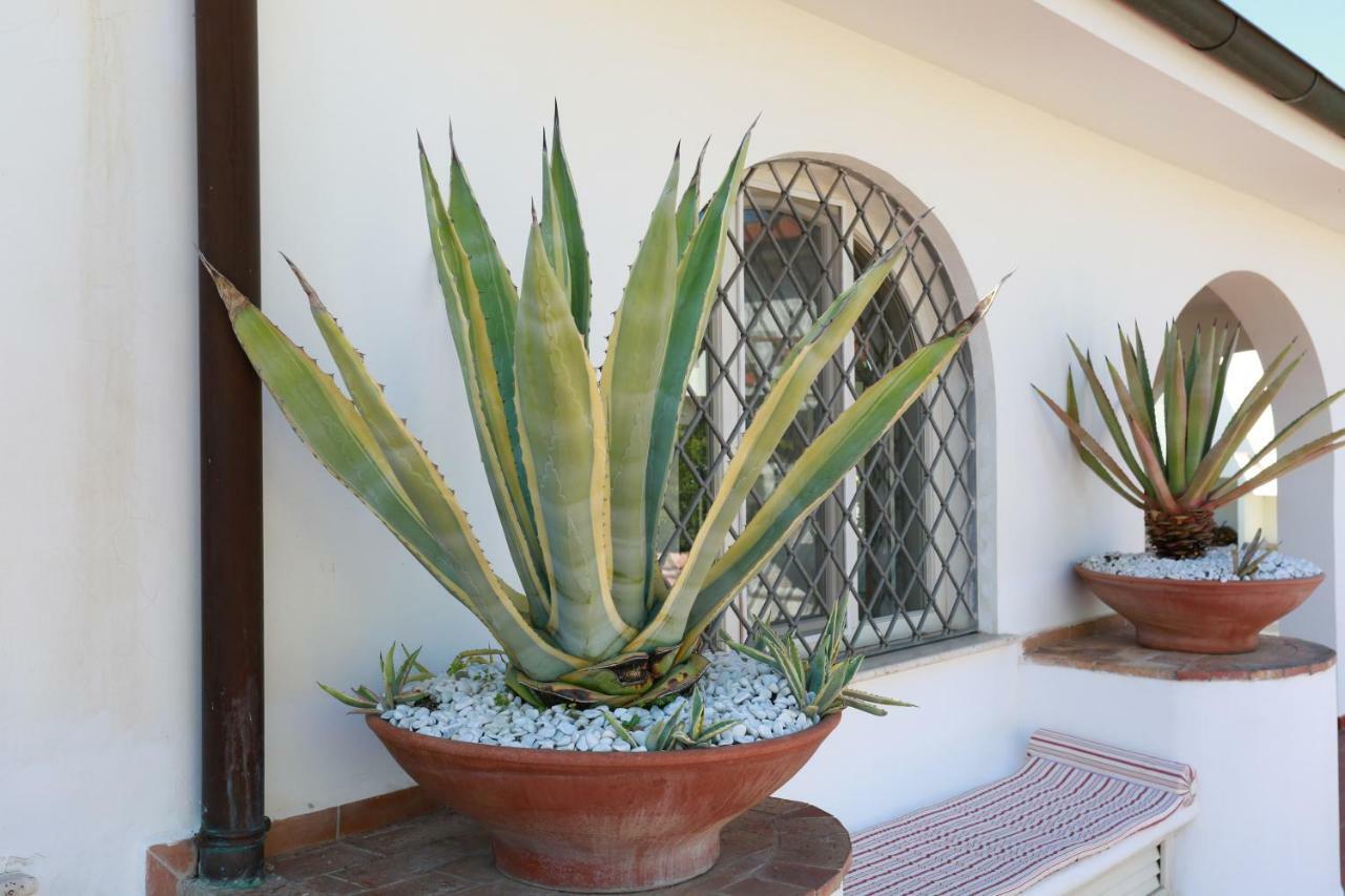 L'Ippocampo Guest House Sabaudia Dış mekan fotoğraf